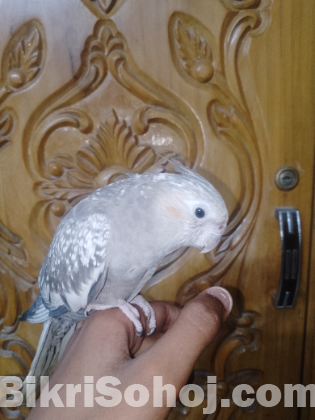 Flying tame cockatiel